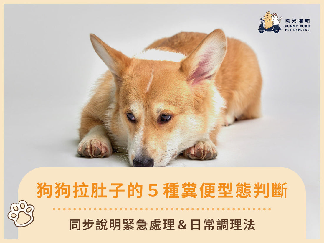 狗狗拉肚子的5種糞便型態判斷！同步說明緊急處理＆日常調理法