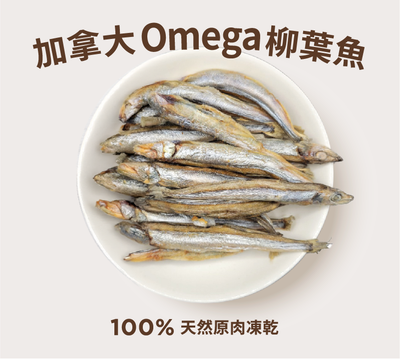 爆款柳葉魚